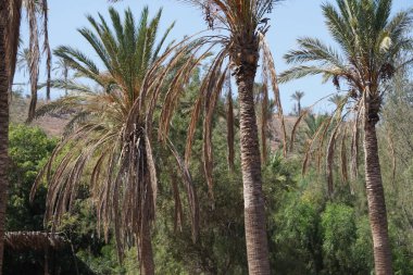 Hurma ağaçları Kasım ayında yetişir. Anka Dactylifera, palmiye palmiyesi veya hurma palmiyesi, palmiye familyasından bir bitki türü. Vaha Fuerteventura, La Lajita, Las Palmas, İspanya
