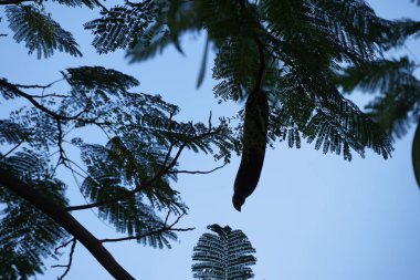 Kasımda meyveli Delonix regia ağacı büyür. Delonix regia, Fabaceae familyasından, Caesalpinioideae familyasından bir bitki türü. La Lajita, Las Palmas, İspanya 