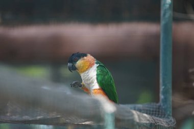 The black-headed parrot, Pionites melanocephalus, Pionites melanocephala, is a species of bird in subfamily Arinae of the family Psittacidae. Oasis Wildlife Fuerteventura, La Lajita, Spain.   clipart