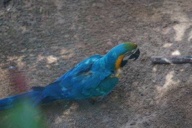 Mavi-sarı papağan (Ara ararauna), papağangiller (Psittacidae) familyasından bir papağan türüdür. Vaha Vahşi Yaşam Fuerteventura, La Lajita, İspanya.   