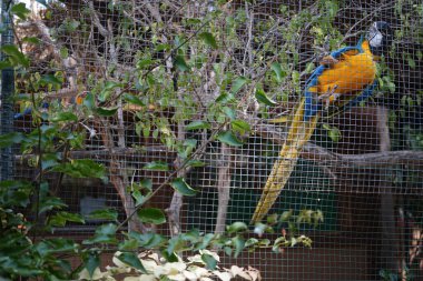 Mavi-sarı papağan (Ara ararauna), papağangiller (Psittacidae) familyasından bir papağan türüdür. Vaha Vahşi Yaşam Fuerteventura, La Lajita, İspanya.   