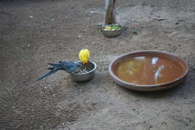 The colorful princess parrot Polytelis alexandrae and the red-crowned parakeet Cyanoramphus novaezelandiae sit at a grain feeder in November. Oasis Wildlife Fuerteventura, La Lajita, Spain. clipart