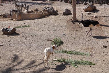 The scimitar ory Oryx dammah, the African ostrich Struthio Camelus var. domesticus and the plains zebra Equus quagga share an enclosure at the zoo in November. Oasis Wildlife Fuerteventura, La Lajita, Spain.   clipart