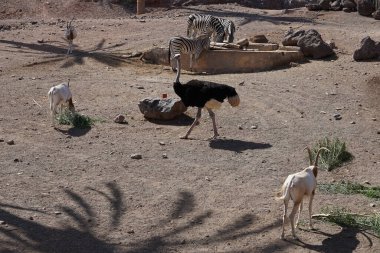 Scimitar ory Oryx dammah, Afrika devekuşu Struth io Camelus var. domesticus ve zebra Equus quagga, Kasım ayında hayvanat bahçesinde bir muhafaza paylaşırlar. Vaha Vahşi Yaşam Fuerteventura, La Lajita, İspanya.  