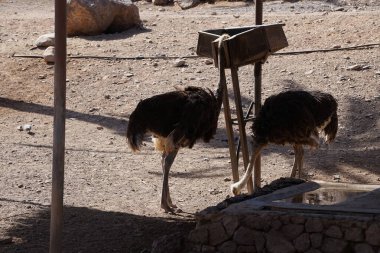 Devekuşları, Struth io Camelus var. Holistikus, büyük uçamayan kuşlardır. Afrikalı devekuşu, Lat. Struth io camelus, devekuşu familyasından Struthionidae familyasından bir kuş türü. Vaha Vahşi Yaşam Fuerteventura, La Lajita, İspanya.