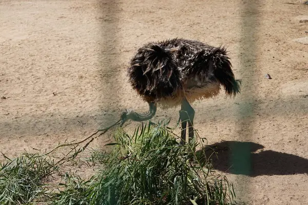 stock image Ostrich Struthio camelus var. domesticus is a large flightless bird. The African ostrich, lat. Struthio camelus, is a ratite flightless bird of the ostrich family, Struthionidae. Oasis Wildlife Fuerteventura, La Lajita, Spain. 