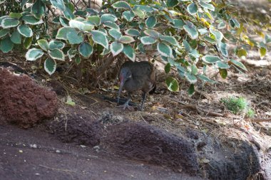 The hadada ibis, Bostrychia hagedash, is an African bird from the ibis and spoonbill family, Threskiornithidae. Oasis Wildlife Fuerteventura, La Lajita, Spain.  clipart