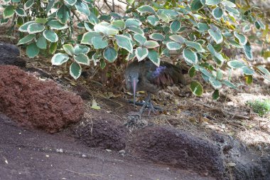 The hadada ibis, Bostrychia hagedash, is an African bird from the ibis and spoonbill family, Threskiornithidae. Oasis Wildlife Fuerteventura, La Lajita, Spain.  clipart