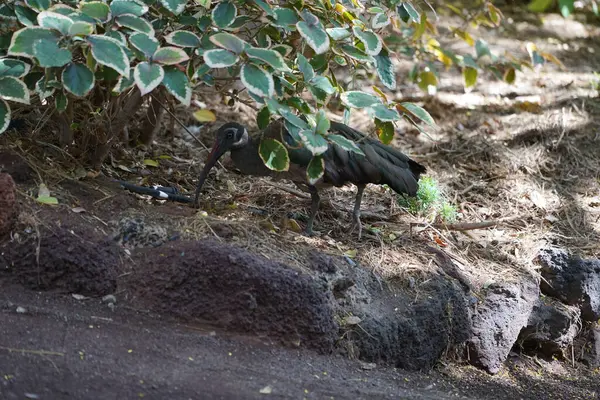 stock image The hadada ibis, Bostrychia hagedash, is an African bird from the ibis and spoonbill family, Threskiornithidae. Oasis Wildlife Fuerteventura, La Lajita, Spain. 