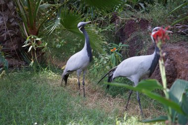 Anthropoides başak kuşları Kasım ayında parkta yürürler. Matmazel turna, Grus virgo, Anthropoides başak, turna ailesinin en küçük türüdür. Vaha Vahşi Yaşam Fuerteventura, La Lajita, İspanya. 