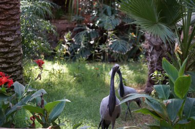 Anthropoides başak kuşları Kasım ayında parkta yürürler. Matmazel turna, Grus virgo, Anthropoides başak, turna ailesinin en küçük türüdür. Vaha Vahşi Yaşam Fuerteventura, La Lajita, İspanya. 