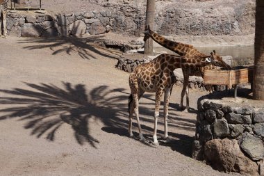 Zürafalar Kasım 'da hayvanat bahçesinde yaşarlar. Kuzey zürafası, üç boynuzlu zürafa, G. camelopardalis tipi bir zürafa türüdür. Vaha Vahşi Yaşam Fuerteventura, La Lajita, İspanya.