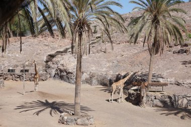 Zürafalar Kasım 'da hayvanat bahçesinde yaşarlar. Kuzey zürafası, üç boynuzlu zürafa, G. camelopardalis tipi bir zürafa türüdür. Vaha Vahşi Yaşam Fuerteventura, La Lajita, İspanya.