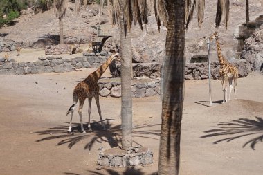 Kuzey zürafası, Giraffa camelopardalis ve sıradan antilop Taurotragus Afrika antilobu Kasım ayında Oasis Vahşi Yaşam Fuerteventura 'da yaşar. La Lajita, Las Palmas, İspanya 