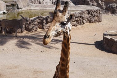 Taurotragus Afrika antilobu ve kuzey zürafası Giraffa camelopardalis Kasım ayında hayvanat bahçesinde bir duvar paylaşırlar. Vaha Vahşi Yaşam Fuerteventura, La Lajita, İspanya. 