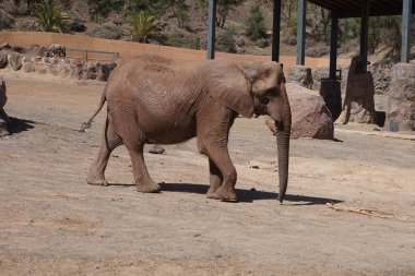 Afrika çalı fili Loxodonta africana ve mücevher ceylanı Oryx gazella Kasım ayında hayvanat bahçesinde yaşarlar. Vaha Vahşi Yaşam Fuerteventura, La Lajita, İspanya.