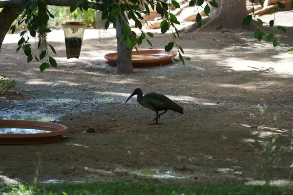 stock image The hadada ibis, Bostrychia hagedash, is an African bird from the ibis and spoonbill family, Threskiornithidae. Oasis Wildlife Fuerteventura, La Lajita, Spain. 