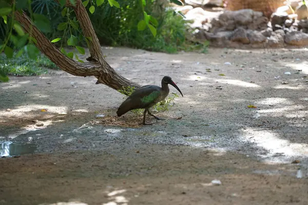 stock image The hadada ibis, Bostrychia hagedash, is an African bird from the ibis and spoonbill family, Threskiornithidae. Oasis Wildlife Fuerteventura, La Lajita, Spain. 