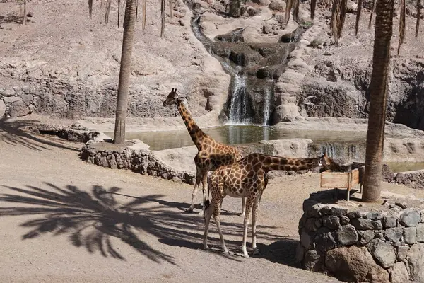 stock image Giraffes live at the zoo in November. The northern giraffe, Giraffa camelopardalis, three-horned giraffe, is the type species of giraffe, G. camelopardalis. Oasis Wildlife Fuerteventura, La Lajita, Spain.