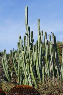 Kasım ayında Stenocereus griseus kaktüsünün arka planında büyüyen Kroenleinia grusonii kaktüsü. Vaha Fuerteventura, La Lajita, Las Palmas, İspanya