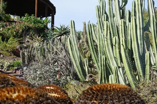 stock image Kroenleinia grusonii cacti growing against the background of Stenocereus griseus cacti in November. Oasis Wildlife Fuerteventura, La Lajita, Las Palmas, Spain