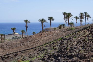 Kasım ayında güzel bir bitki örtüsüyle birlikte Fuerteventura Parkı 'ndan Atlantik Okyanusu manzarası. Vaha Fuerteventura, La Lajita, Las Palmas, İspanya