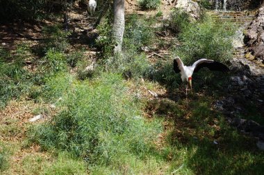 Kasım ayında bir sarı gagalı leylek, Mycteria ibis ve birkaç Afrika kutsal aynak kuşu, Threskiornis aethiopicus, bir derenin yanında yürürler. Vaha Vahşi Yaşam Fuerteventura, La Lajita, İspanya. 