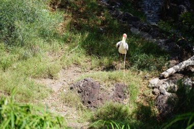 Kasım ayında Mycteria Ibis derenin yanında yürür. Sarı gagalı leylek (