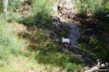 Kasım ayında Mycteria Ibis derenin yanında yürür. Sarı gagalı leylek (