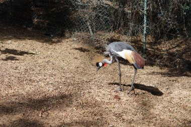 Gri taçlı turna, Balearica regulorum, Afrika taçlandırılmış, altın taçlandırılmış, Doğu Afrikalı, Doğu taçlı ve ibikli turna, turna familyasından bir kuş türüdür. Vaha Vahşi Yaşam Fuerteventura, La Lajita, İspanya. 