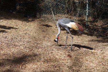 The grey crowned crane, Balearica regulorum, the African crowned-, golden crested-, golden crowned-, East African-, Eastern crowned-, Kavirondo-, and crested crane, is a bird in the crane family. Oasis Wildlife Fuerteventura, La Lajita, Spain.  clipart