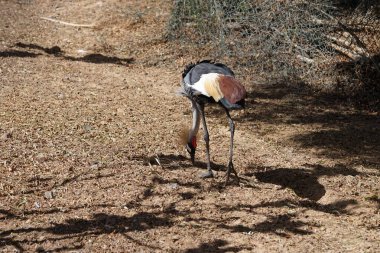 Gri taçlı turna, Balearica regulorum, Afrika taçlandırılmış, altın taçlandırılmış, Doğu Afrikalı, Doğu taçlı ve ibikli turna, turna familyasından bir kuş türüdür. Vaha Vahşi Yaşam Fuerteventura, La Lajita, İspanya. 