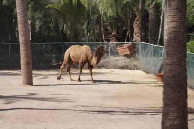 Camelus bactrianus Kasım ayında hayvanat bahçesinde yaşar. Bactrian devesi, Camelus bactrianus, Moğol devesi, evcil Bactrian devesi veya iki hörgüçlü deve, büyük bir devedir. La Lajita, Las Palmas, İspanya 