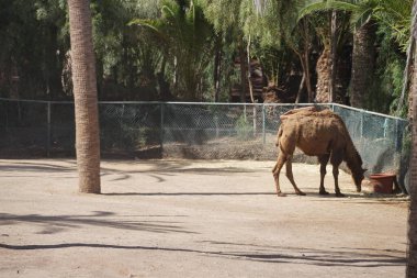 Camelus bactrianus Kasım ayında hayvanat bahçesinde yaşar. Bactrian devesi, Camelus bactrianus, Moğol devesi, evcil Bactrian devesi veya iki hörgüçlü deve, büyük bir devedir. La Lajita, Las Palmas, İspanya 