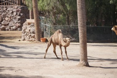 Bactrian devesi Camelus bactrianus ve dromedary devesi Camelus dromedarius Kasım ayında hayvanat bahçesinde aynı yerde yaşarlar. Vaha Vahşi Yaşam Fuerteventura, La Lajita, İspanya.