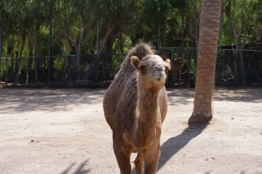 Bactrian devesi Camelus bactrianus ve dromedary devesi Camelus dromedarius Kasım ayında hayvanat bahçesinde aynı yerde yaşarlar. Vaha Vahşi Yaşam Fuerteventura, La Lajita, İspanya.