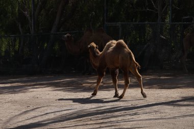 Camelus bactrianus Kasım ayında hayvanat bahçesinde yaşar. Bactrian devesi, Camelus bactrianus, Moğol devesi, evcil Bactrian devesi veya iki hörgüçlü deve, büyük bir devedir. La Lajita, Las Palmas, İspanya 