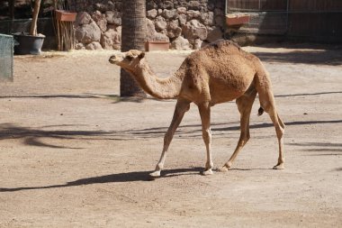 Dromedary (Camelus dromedarius), tek hörgüçlü deve (Camelus dromedarius), sırtında tek hörgüçlü bir hörgüçlü deve türüdür. La Lajita, Las Palmas, İspanya 