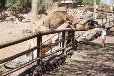 La Lajita, İspanya - 1 Kasım 2022: dromedary sürüsü Kasım ayında hayvanat bahçesinde. Dromedary, Camelus dromedarius, dromedary deve, Arap deve, ya da tek hörgüçlü deve, büyük bir deve, tek hörgüçlü deve cinsidir..