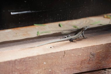 Boettger kertenkelesi, Lacertidae familyasından bir duvar kertenkelesidir. Bu tür Kanarya Adaları 'na özgüdür. La Lajita, Las Palmas, İspanya