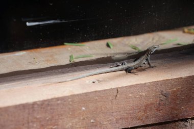 Boettger kertenkelesi, Lacertidae familyasından bir duvar kertenkelesidir. Bu tür Kanarya Adaları 'na özgüdür. La Lajita, Las Palmas, İspanya