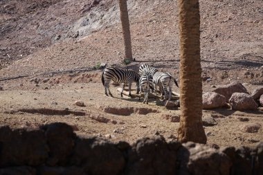 Zebra ovası, Equus quagga, eski adıyla Equus burchellii, zebranın en yaygın ve coğrafi türlerinden biridir. Vaha Fuerteventura, La Lajita, Las Palmas, İspanya. 