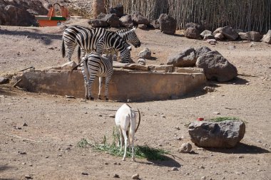 Hayvanlar Scimitar Oryx, Oryx dammah ve Plains zebra, Equus quagga, Kasım ayında hayvanat bahçesinde aynı yerde yaşarlar. Vaha Fuerteventura, La Lajita, Las Palmas, İspanya. 