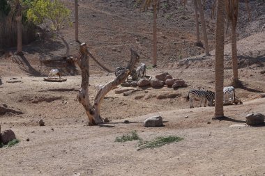 Hayvanlar Scimitar Oryx, Oryx dammah ve Plains zebra, Equus quagga, Kasım ayında hayvanat bahçesinde aynı yerde yaşarlar. Vaha Fuerteventura, La Lajita, Las Palmas, İspanya. 