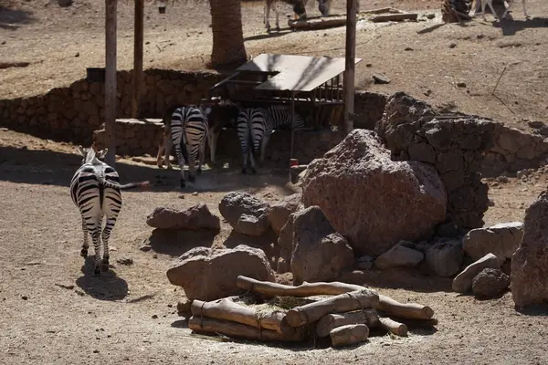 stock image The plains zebra, Equus quagga, formerly Equus burchellii, is the most common and geographically widespread species of zebra. Oasis Wildlife Fuerteventura, La Lajita, Las Palmas, Spain. 