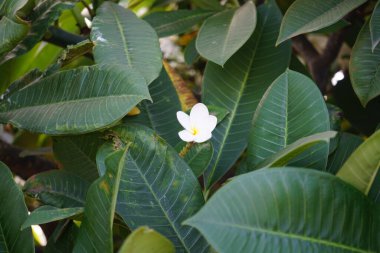 Plumeria alba, Kasım ayında bahçede beyaz-sarı çiçeklerle açar. Plumeria alba, Plumeria familyasından bir bitki türü. Fuerteventura, Las Palmas, İspanya 