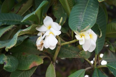 Plumeria alba, Kasım ayında bahçede beyaz-sarı çiçeklerle açar. Plumeria alba, Plumeria familyasından bir bitki türü. Fuerteventura, Las Palmas, İspanya 