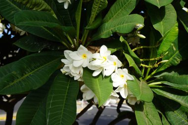 Plumeria alba, Kasım ayında bahçede beyaz-sarı çiçeklerle açar. Plumeria alba, Plumeria familyasından bir bitki türü. Fuerteventura, Las Palmas, İspanya 