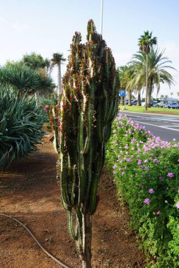 Euphorbia trigona Kasım 'da yetişir. Euphorbia trigona, Afrika süt ağacı, katedral kaktüs veya Habeşistan öforbisi, çiçekli bir bitki türüdür. Fuerteventura, Las Palmas, İspanya  