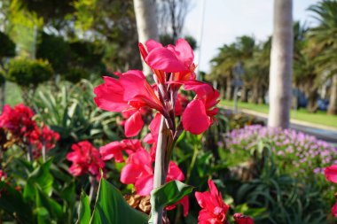 Canna indica blooms with red flowers in November. Canna indica, Indian shot, African arrowroot, edible canna, purple arrowroot, Sierra Leone arrowroot, is a plant species. Fuerteventura, Las Palmas, Spain. clipart